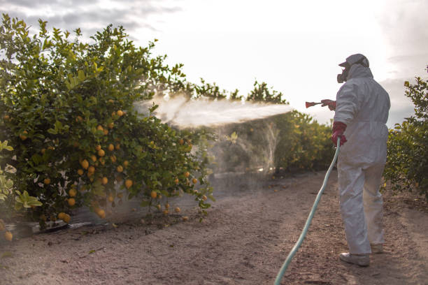 Best Affordable Pest Control Services  in Livonia, LA
